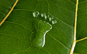 Green Footprint